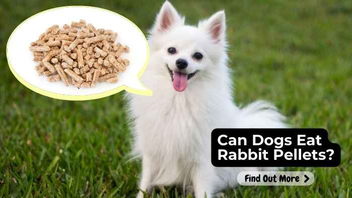 Can Dogs Eat Rabbit Pellets