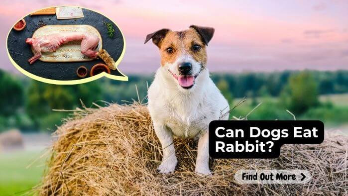 Can Dogs Eat Rabbit