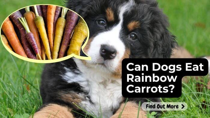 Can Dogs Eat Rainbow Carrots