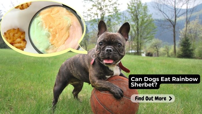 Can Dogs Eat Rainbow Sherbet