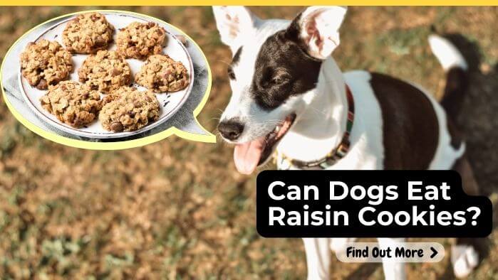 Can Dogs Eat Raisin Cookies