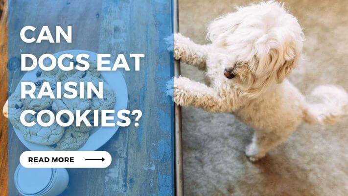 Can Dogs Eat Raisin Cookies