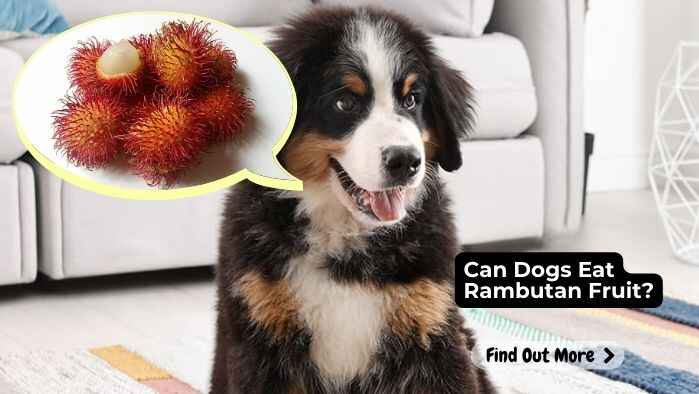 Can Dogs Eat Rambutan Fruit