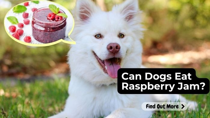 Can Dogs Eat Raspberry Jam?