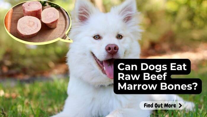 Can Dogs Eat Raw Beef Marrow Bones