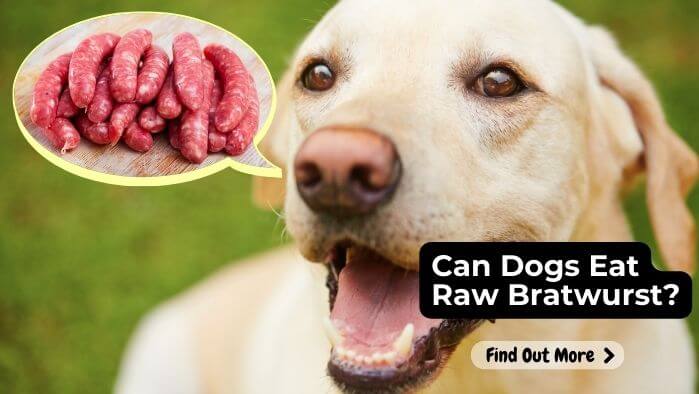 Can Dogs Eat Raw Bratwurst