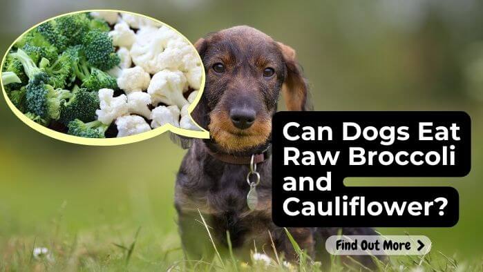 Can Dogs Eat Raw Broccoli and Cauliflower