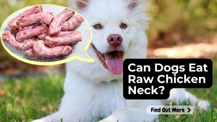 Can Dogs Eat Raw Chicken Neck