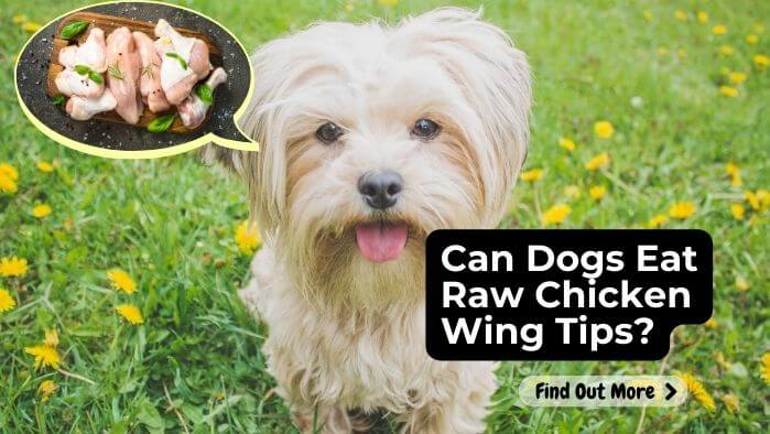 Can Dogs Eat Raw Chicken Wing Tips