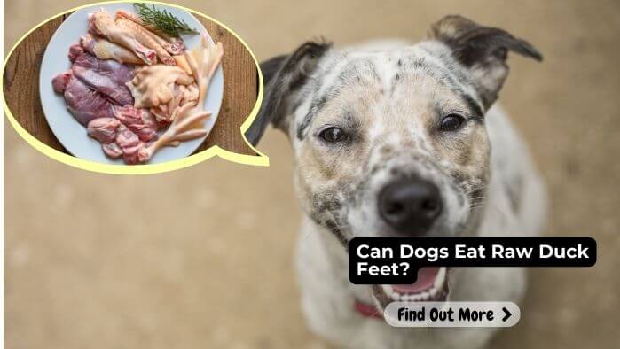 Can Dogs Eat Raw Duck Feet