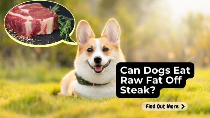 Can Dogs Eat Raw Fat Off Steak