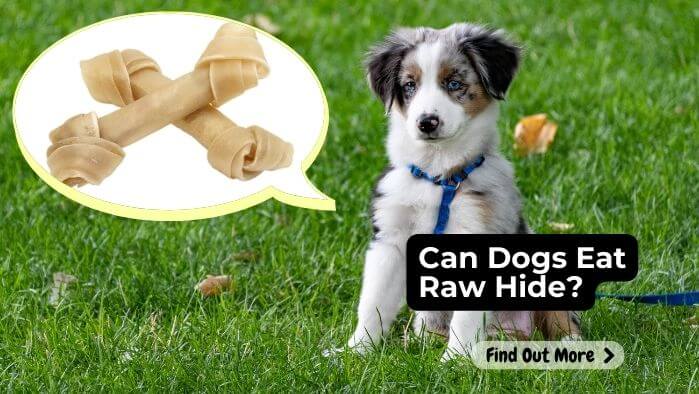 Can Dogs Eat Raw Hide