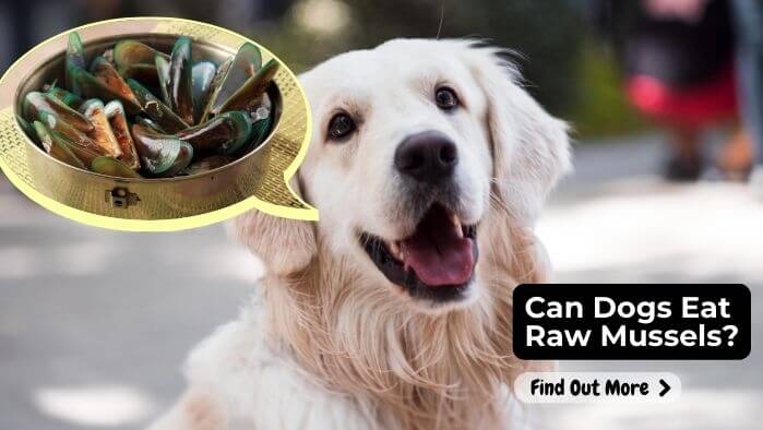 Can Dogs Eat Raw Mussels