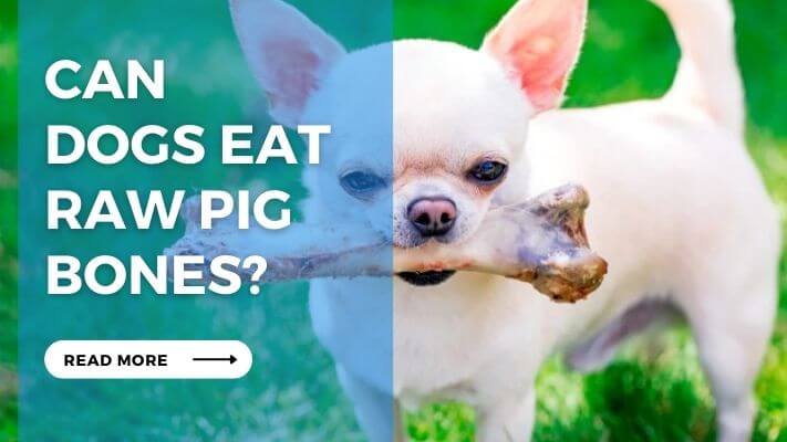 Can Dogs Eat Raw Pig Bones