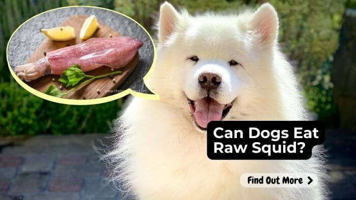 Can Dogs Eat Raw Squid