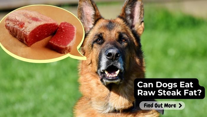 Can Dogs Eat Raw Steak Fat?