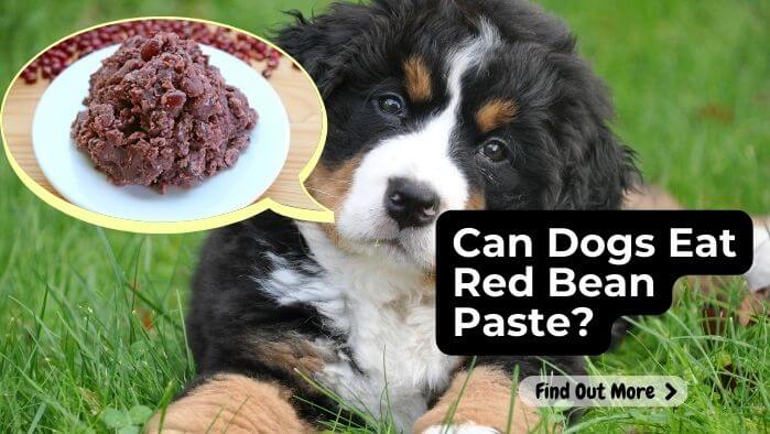 Can Dogs Eat Red Bean Paste