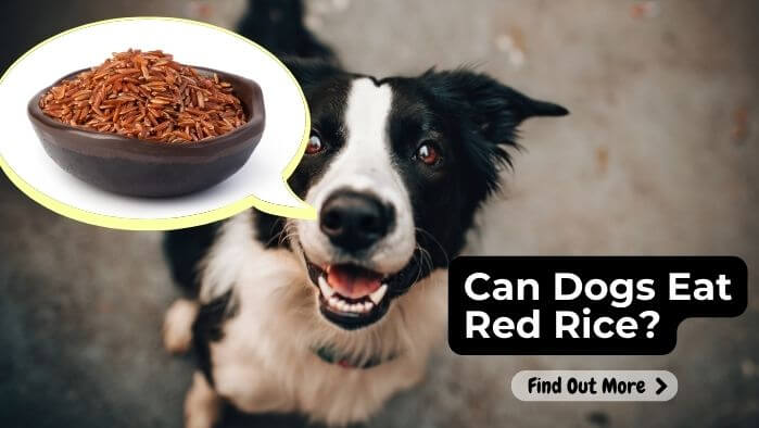 Can Dogs Eat Red Rice