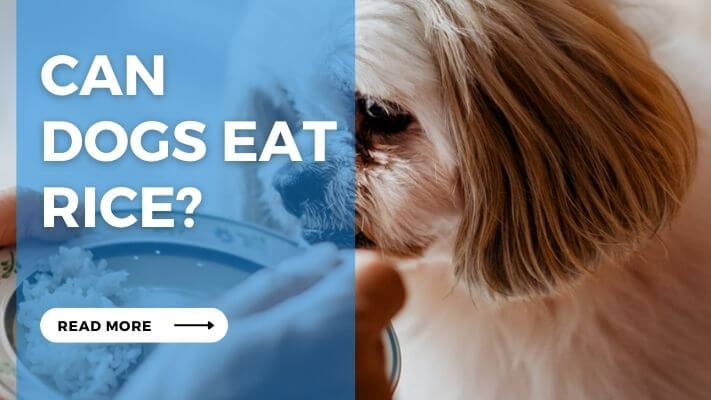 Can Dogs Eat Rice