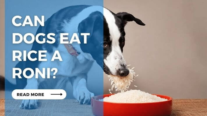 Can Dogs Eat Rice A Roni