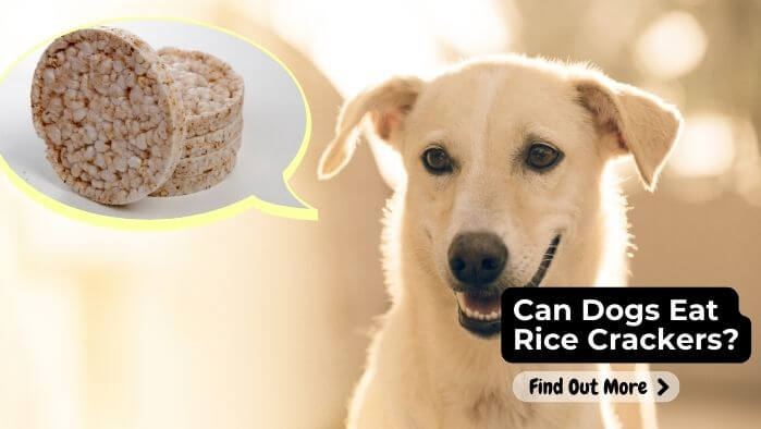 Can Dogs Eat Rice Crackers