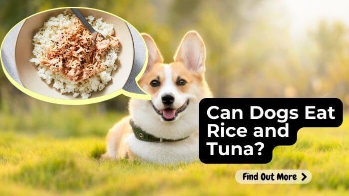 Can Dogs Eat Rice and Tuna