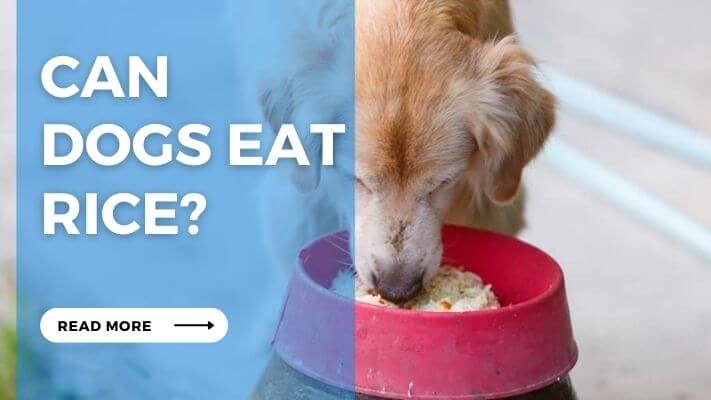 Can Dogs Eat Rice