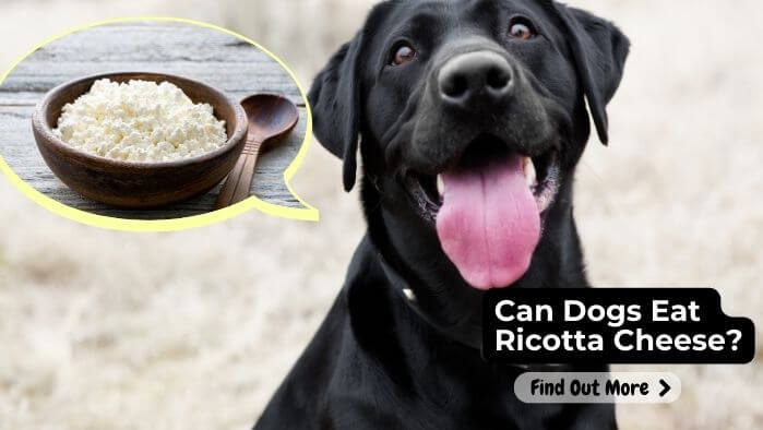 Can Dogs Eat Ricotta Cheese?