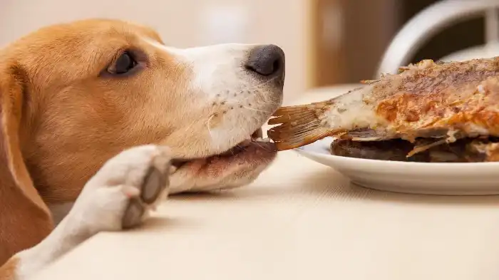 Can Dogs Eat Rockfish?