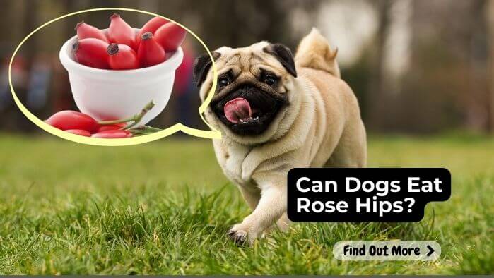 Can Dogs Eat Rose Hips