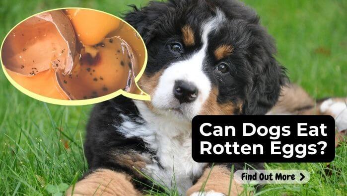 Can Dogs Eat Rotten Eggs