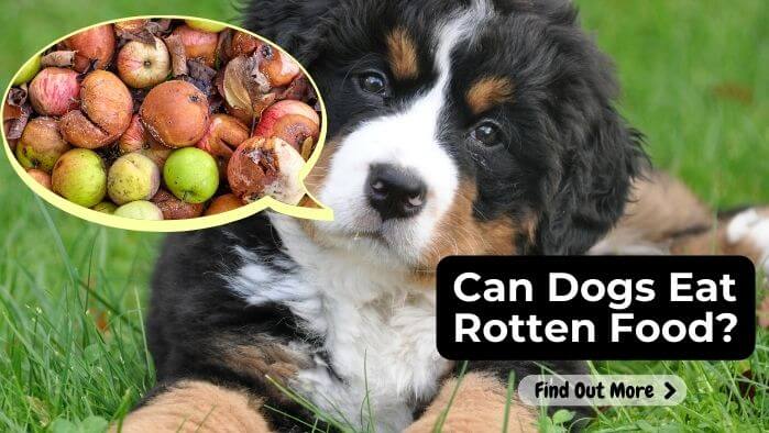 Can Dogs Eat Rotten Food