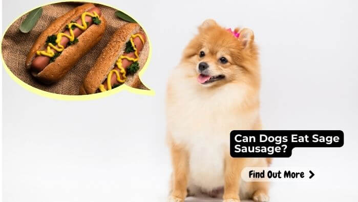 Can Dogs Eat Sage Sausage