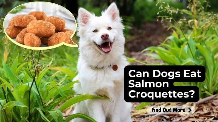 Can Dogs Eat Salmon Croquettes?