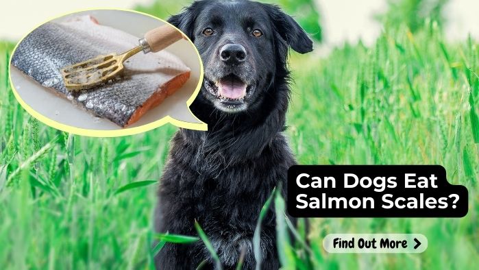 Can Dogs Eat Salmon Scales