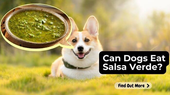 Can Dogs Eat Salsa Verde