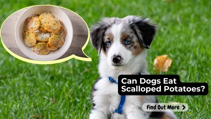 Can Dogs Eat Scalloped Potatoes