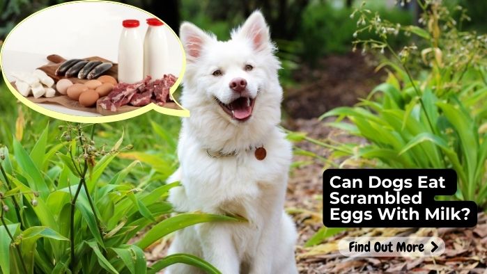 Can Dogs Eat Scrambled Eggs With Milk