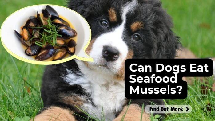 Can Dogs Eat Seafood Mussels