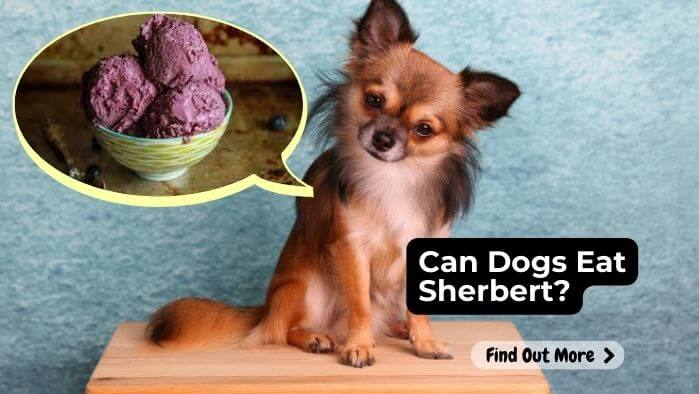 Can Dogs Eat Sherbert