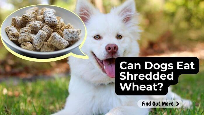 Can Dogs Eat Shredded Wheat