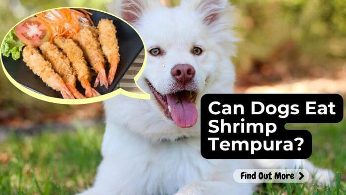 Can Dogs Eat Shrimp Tempura