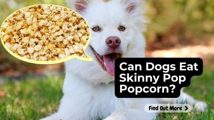 Can Dogs Eat Skinny Pop Popcorn