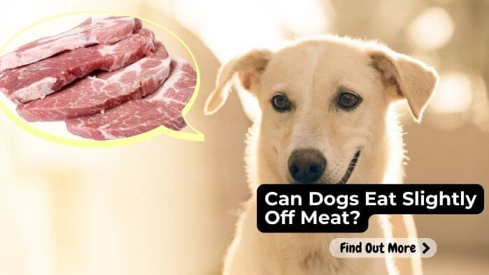 Can Dogs Eat Slightly Off Meat?