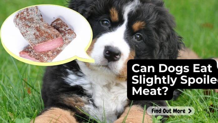 Can Dogs Eat Slightly Spoiled Meat