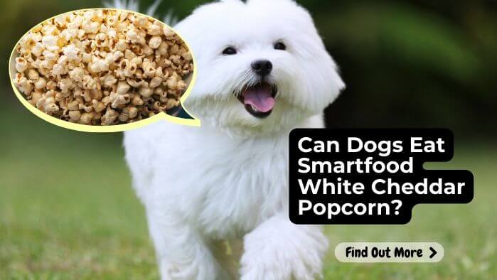 Can Dogs Eat Smartfood White Cheddar Popcorn