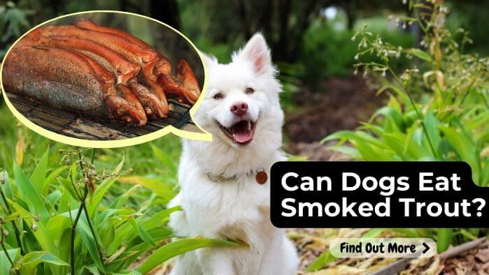 Can Dogs Eat Smoked Trout