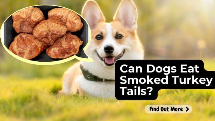 Can Dogs Eat Smoked Turkey Tails