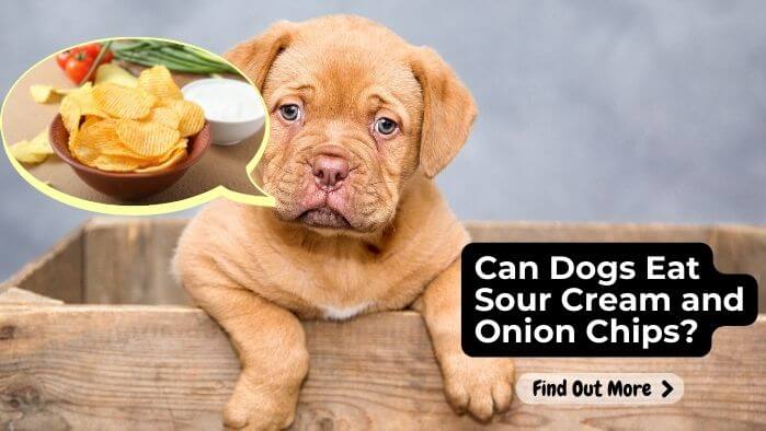 Can Dogs Eat Sour Cream and Onion Chips