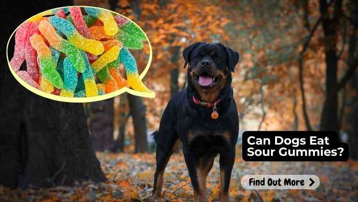 Can Dogs Eat Sour Gummies